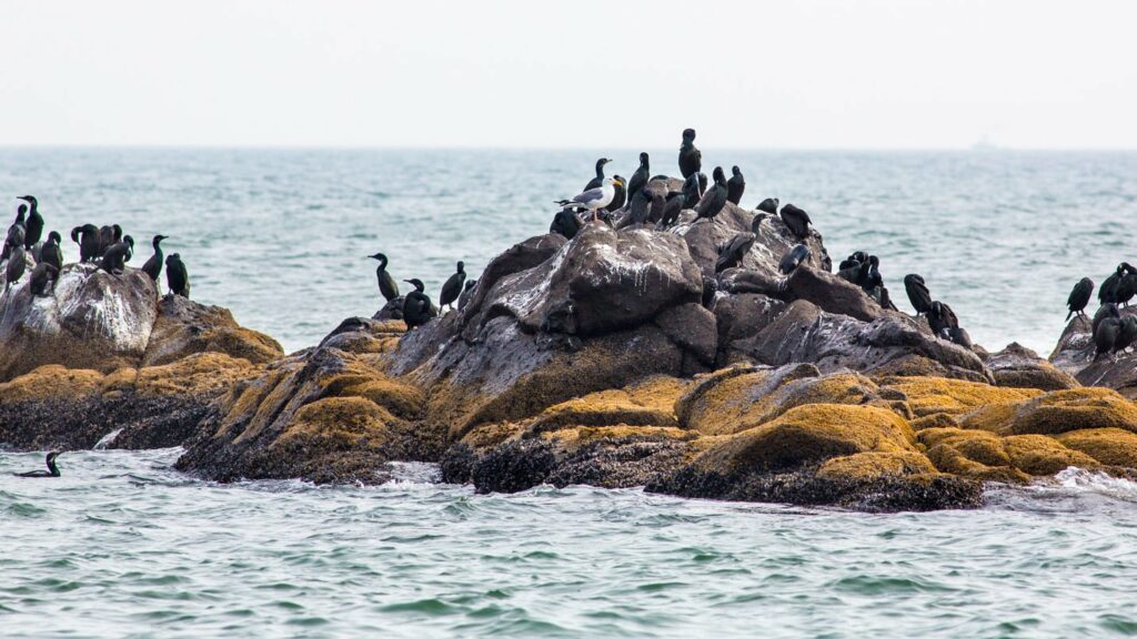 Brandt’s cormorants at Yaquina Head Outstanding Natural Area (Photo by Bob Wick / BLM)