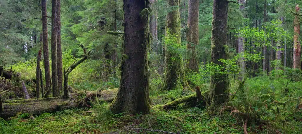 Yachats River Valley